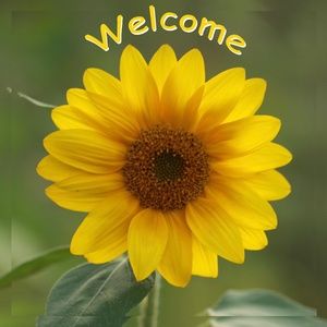 COPY - A Little Sunshine Brings Happiness !